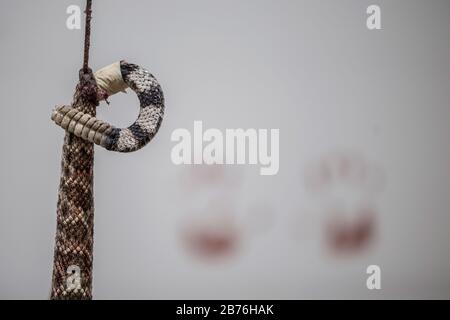 Sweetwater, Texas, États-Unis. 13 mars 2020. Une chaîne contient une queue de crottlesnake à la table de skinning pendant le Roundup de Rattlesnake 2020. Crédit: Chris Rusanowsky/Zuma Wire/Alay Live News Banque D'Images