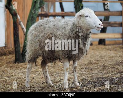 Portrait d'une rare race de mouton Poll dorset Banque D'Images