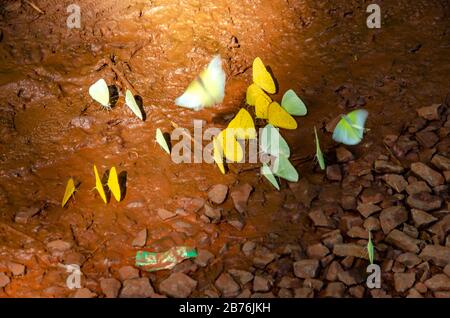 Bouquet de papillons de couleur jaune, verte et blanche qui volent autour d'une flaque éclairée par un rayon de soleil Banque D'Images