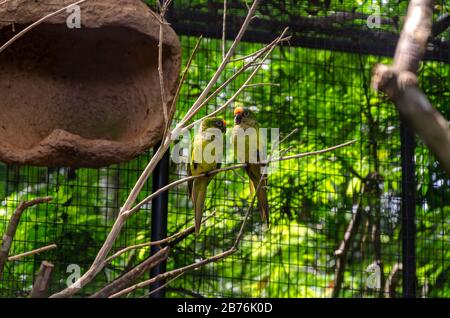 parrot couple aras la chaux avec l'écusson jaune debout sur une branche avec le nid de boue sur un côté et un motif de cage sur l'arrière-plan avec le feuillage vert Banque D'Images