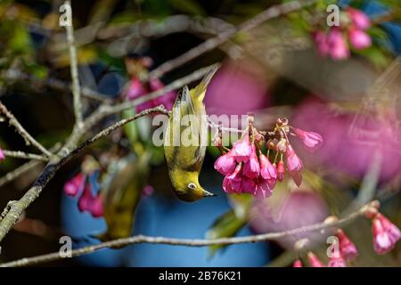 Warbling White-eye Zosterops japonicus sur un arbre dans le mont Kagami à Karatsu, Japon Banque D'Images