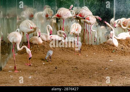 Un groupe de flamingos reposant sur le sable à côté d'un miroir métallique et de petits flamants à la recherche de nourriture Banque D'Images