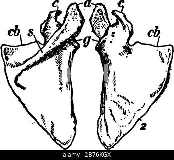 Cette illustration représente la lame de l'épaule, le dessin de lignes anciennes ou l'illustration de gravure. Illustration de Vecteur