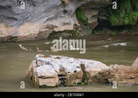 Guilin, Chine - 10 mai 2010 : le long de la rivière Li. Les canards nagent sur l'eau brune près de la rive rocheuse avec d'autres rochers en face. Un peu de feuillage vert. Banque D'Images
