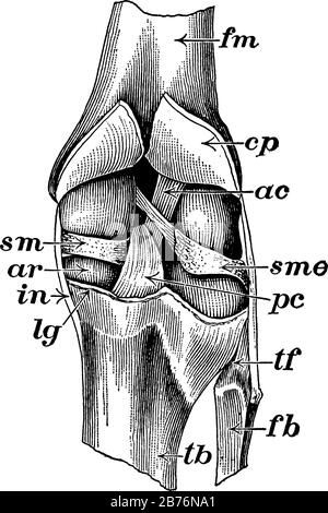 Une représentation typique de l'articulation du genou coupée ouverte de derrière pour montrer les ligaments, avec les pièces marquées, dessin vintage de ligne ou gravure illu Illustration de Vecteur