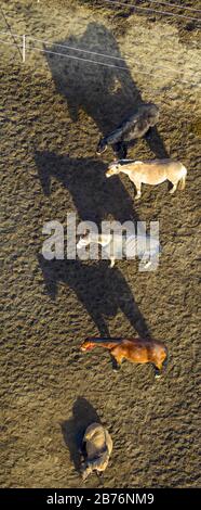 Cheval domestique (Equus przewalskii F. cavallus), chevaux avec couvertures sur le couplage d'une ferme équestre à Hamm, 04.02.2014, vue aérienne, Allemagne, Rhénanie-du-Nord-Westphalie, Ruhr Area, Hamm Banque D'Images