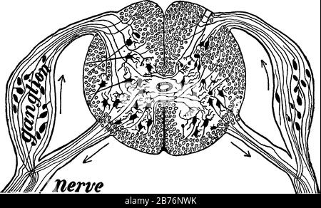 Diagramme d'une coupe sur la moelle épinière montrant les racines d'un nerf rachidien au bras sur la gauche, dessin de ligne vintage ou illustration de gravure. Illustration de Vecteur