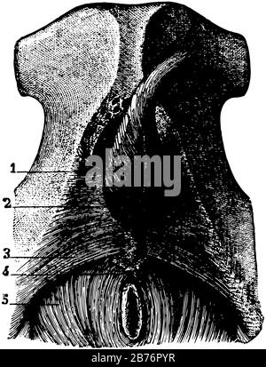 Cette illustration représente Les Muscles de la sortie Pelvienne, le dessin de ligne vintage ou l'illustration de gravure. Illustration de Vecteur