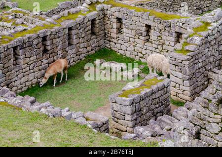 Deux lamas mangeant dans une maison sur Machu Picchu, au Pérou Banque D'Images