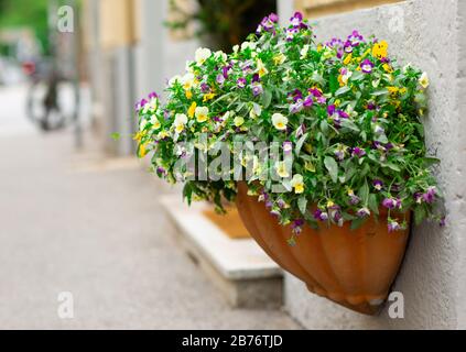 La ville mauve et jaune fleurit dans un pot en céramique gros plan tourné avec une image floue de la rue d'arrière-plan à l'extérieur en été Banque D'Images