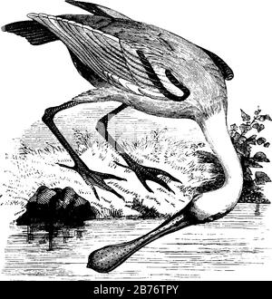 Cette illustration représente Roseate Spoonbill, le dessin de lignes anciennes ou l'illustration de gravure. Illustration de Vecteur