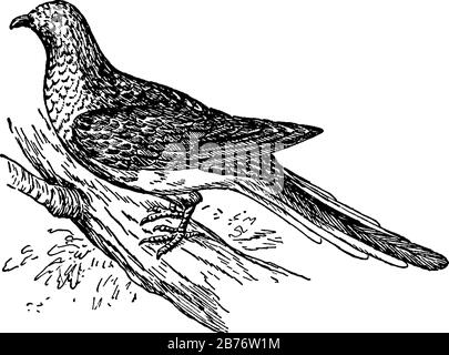 Le pigeon des passagers était très abondant en Amérique du Nord, mais il est finalement devenu éteint à cause de la chasse. Il montre que Le pigeon de passager était très un Illustration de Vecteur