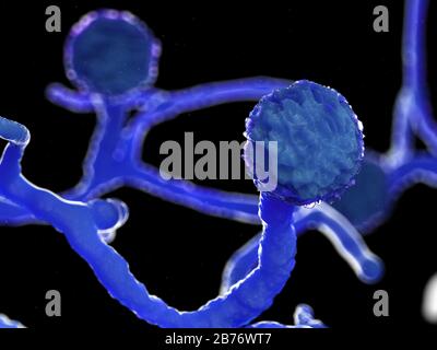 Moule Mucor, illustration de l'ordinateur. Banque D'Images