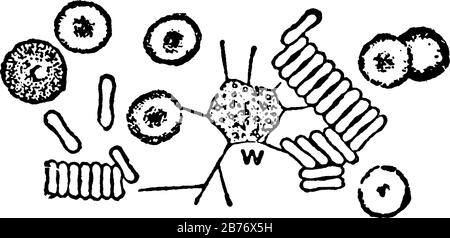 Globules rouges et blancs (cellules), montrant trois images différentes en biologie cellulaire, dessin ou gravure de lignes anciennes Illustration de Vecteur