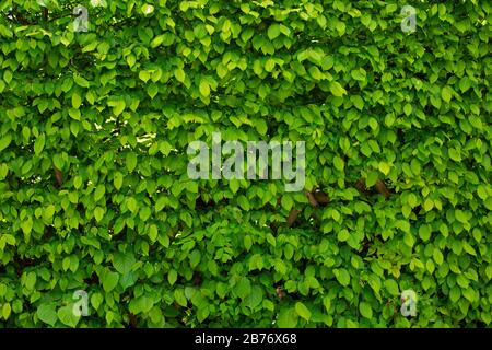 Les feuilles vertes se frottent sur un fond organique naturel Banque D'Images