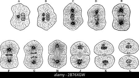 Cela montre différentes phases pendant la division des cellules. De nouvelles cellules produisent quand la division cellulaire a lieu appelée reproduction de cellules, ligne vintage Illustration de Vecteur