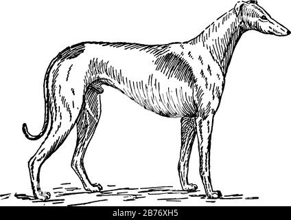 Un Greyhound, montre trois tailles différentes de chiens En elle, dessin de ligne vintage ou gravure Illustration de Vecteur