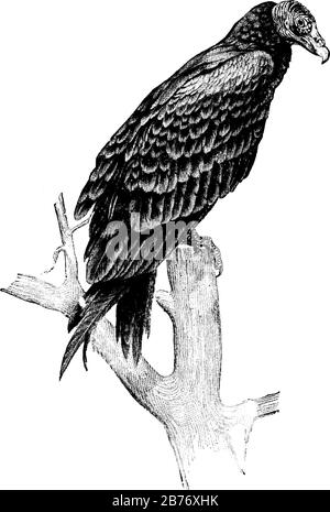 Vautour est un grand oiseau avec de longues ailes larges de la classe Aves, il se nourrit de la chair d'animaux morts en décomposition, de dessin vintage ou de gravure malade Illustration de Vecteur