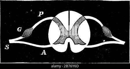 Représente le nerf rachidien. Étiquettes : P, racine postérieure d'un nerf rachidien ; G, ganglion ; A, racine antérieure ; S, nerf rachidien, dessin de la ligne ancienne ou engr Illustration de Vecteur