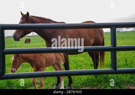 Brown juste né cheval avec sa mère debout à côté d'une porte de pipe dans l'herbe verte longue avec un paysage de pays Banque D'Images