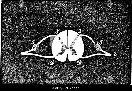 Étiquettes : 1, 2, nerfs Spinaux. 3, origine de la racine postérieure. 4, origine de la racine antérieure avec le commutateur ou le pont. 5, Ganglion de la racine postérieure, vin Illustration de Vecteur