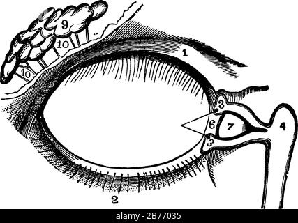 Appareil lacrymal, qui produit des larmes (la peau de paupière a été enlevée), montrant trois images de l'appareil lacrymal dans lui, dessin vintage de ligne ou e Illustration de Vecteur