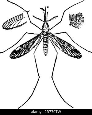 Moustique inoffensif pour adulte avec un corps maigre et segmenté, une paire d'ailes, trois paires de longues jambes de type cheveux, des antennes féatheres et une partie de bouche allongée Illustration de Vecteur