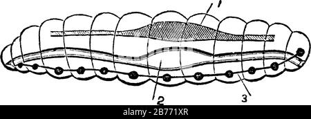 Un diagramme d'une annulosa montrant son squelette externe composé de segments. Étiquettes: 1, système vasculaire; 2, organes digestifs; 3, ganglions, lignée ancienne Illustration de Vecteur