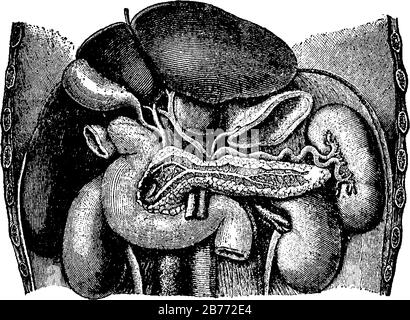 Figure de la structure interne des organes abdominaux, il contient tous les organes digestifs, y compris l'estomac, les petits et grands intestins, la pancréatique Illustration de Vecteur