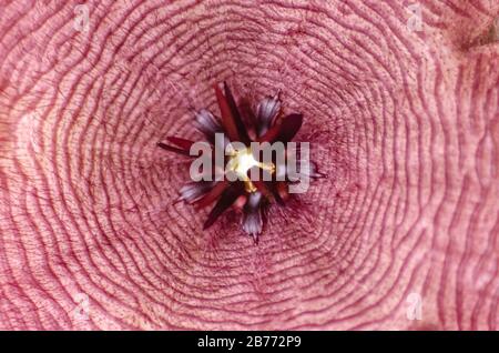 Gros plan d'une fleur de cactus stapelia vely ouverte Banque D'Images