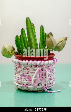 Cactus stapelia avec trois bourgeons dans un pot avec une gaine de tissu totora sur une table verte Banque D'Images