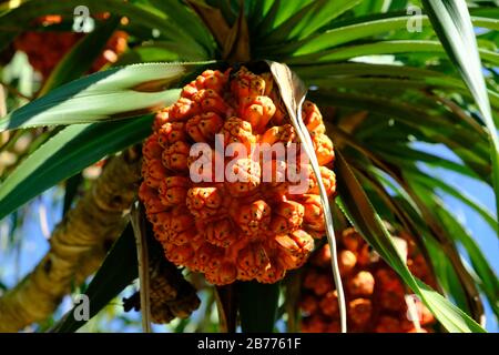 Okinawa Japon - fruits tropicaux colorés de Pandanus tectorius Banque D'Images