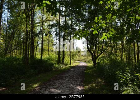 Chemin de terre partiellement ombragé à travers de grands arbres dans la campagne par temps ensoleillé Banque D'Images