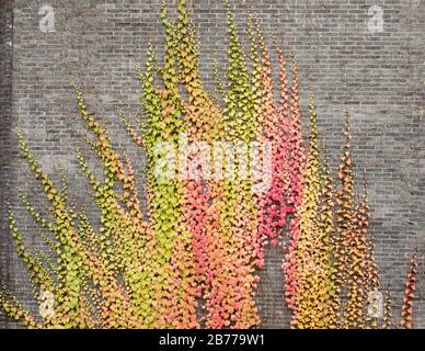 Belle photo d'un mur recouvert de plantes lupin colorées Banque D'Images
