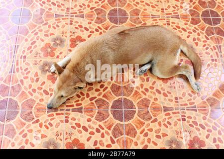 Chien de Ridgeback brun asiatique thaïlandais est dormant vue de dessus sur le sol de ciment Banque D'Images