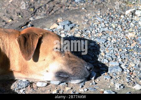 Gros plan tête de chien imprégnez-vous du soleil, Brown Dog dort (allongé), Thai Ridgeback chien brun asiatique Banque D'Images