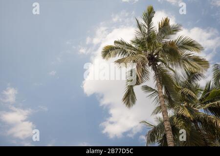 En regardant le ciel bleu à travers l'écart diagonal dans la bâche de palmier Banque D'Images