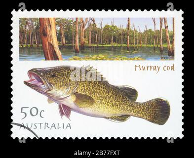 AUSTRALIE - VERS 2003 : un timbre imprimé en Australie montre une image de Murray Cod, vers 2003. Banque D'Images