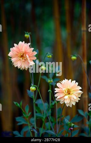 Dahlia,dahlias,phyllostachys vivax aureoculis, bambou de bois chinois doré, bambous,bambou,combinaison,jardin,RM Floral Banque D'Images