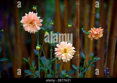 Dahlia,dahlias,phyllostachys vivax aureoculis, bambou de bois chinois doré, bambous,bambou,combinaison,jardin,RM Floral Banque D'Images