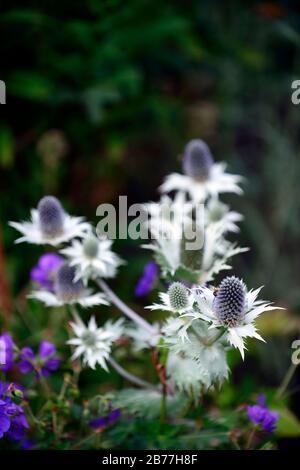 Eryngium giganteum Silver Ghost, Eryngium giganteum Miss Wilmott's Ghost, Sea Holly, fleurs d'argent bleu, fleur bleue, floraison,bordure,RM Floral Banque D'Images