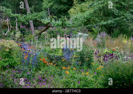 Eryngium X Zabelii Big Blue,Sea Holly,Blue flowers,Blue flower,border,lit, plantes vivaces mixtes,combinaison,RM Banque D'Images