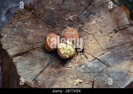 Petits noix sur le noyer en Arménie. Des noix vertes mûres pendent sur une branche. Feuilles vertes et noyer non mûr. Noix brutes en noix de muscade verte. Banque D'Images