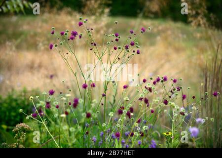 Knautia macedonica,Knautia arvensis,scabious,pincushion,wine,lilas,fleurs bleu pâle,fleur,floraison,fleurs sauvages,jardin,jardins,animaux sauvages,RM Banque D'Images