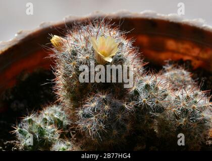 Fleur jaune vif et fruits rouges de Mammillaria elongata (cactus de ladyfinger).cactus de ladyfinger fruité. Banque D'Images