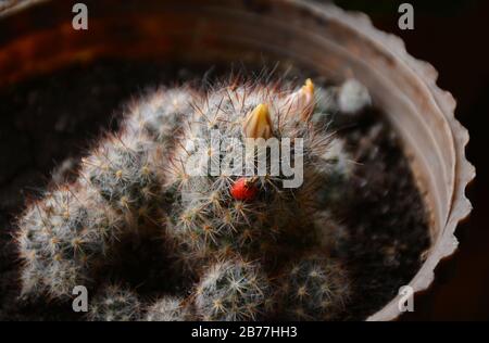 Fleur jaune vif et fruits rouges de Mammillaria elongata (cactus de ladyfinger).cactus de ladyfinger fruité. Banque D'Images