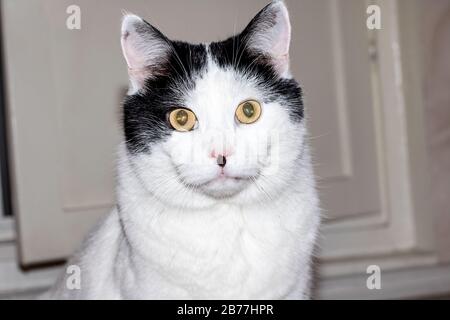 Chat blanc domestique avec des oreilles noires closeup Banque D'Images