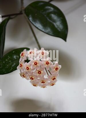 Fleur de Hoya carnosa. Fleur en porcelaine ou usine de cire. Boutons de fleurs de Hoya carnosa avant la floraison. Feuilles cirées attrayantes et fleurs sucrées Banque D'Images