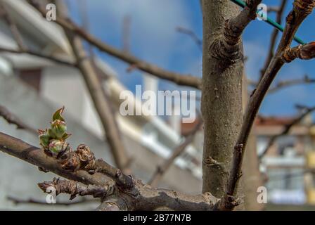 La renaissance de petites pousses/bourgeons sur le pommier pour devenir plus tard de belles fleurs et donner place à la merveilleuse et savoureuse fruit qui est la pomme. Banque D'Images