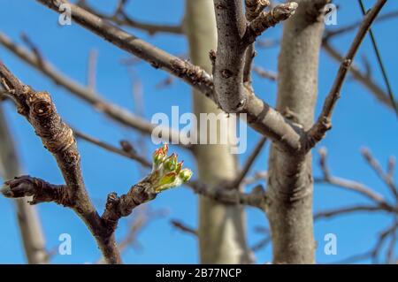 La renaissance de petites pousses/bourgeons sur le pommier pour devenir plus tard de belles fleurs et donner place à la merveilleuse et savoureuse fruit qui est la pomme. Banque D'Images